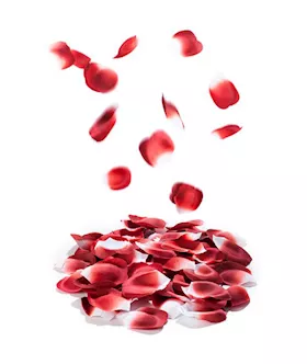 Rose Petal Explosion