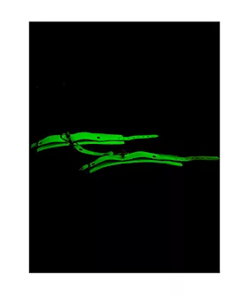 Luminated Glow In The Dark Handcuffs