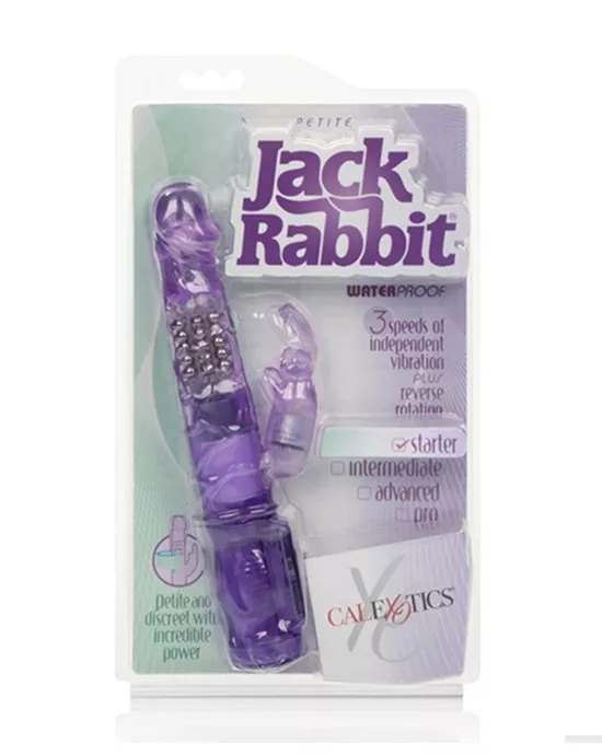 Petite Jack Rabbit