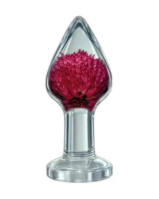 Gomphrena Globosa Anal Plug