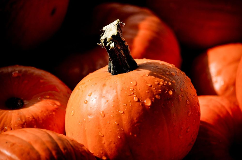 Five must-have sex toys for Halloween