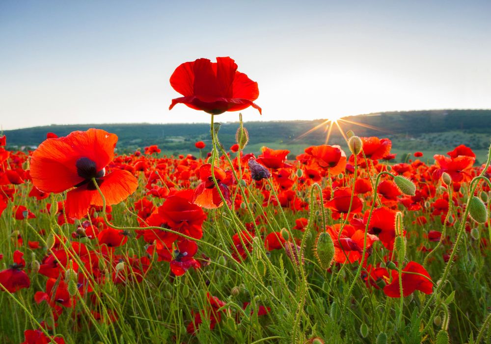 ATMS Anzac Day Hours